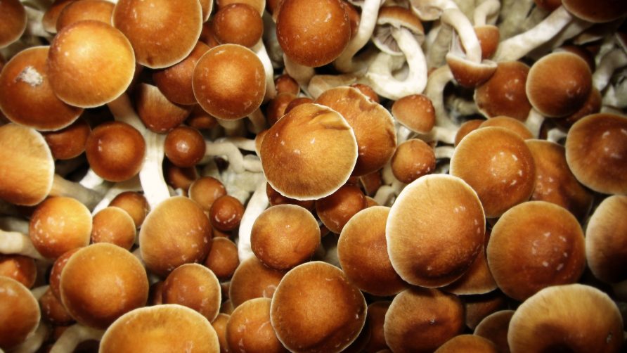 Different functional mushrooms and their benefits