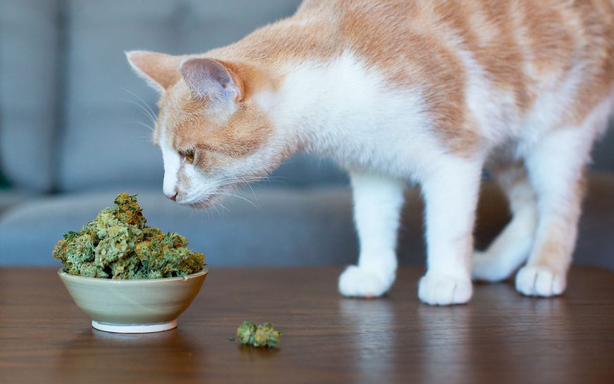 How CBD use for Cats and Dogs is effective
